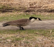 2014 04 27 WestwoodHills 023